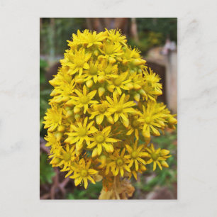 Carte Postale Clusters de fleurs jaunes