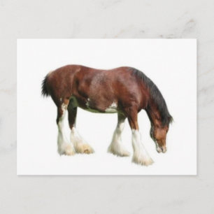 Carte Postale clydesdale