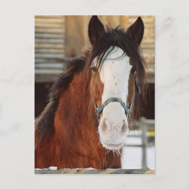Carte Postale Clydesdale (Devant)