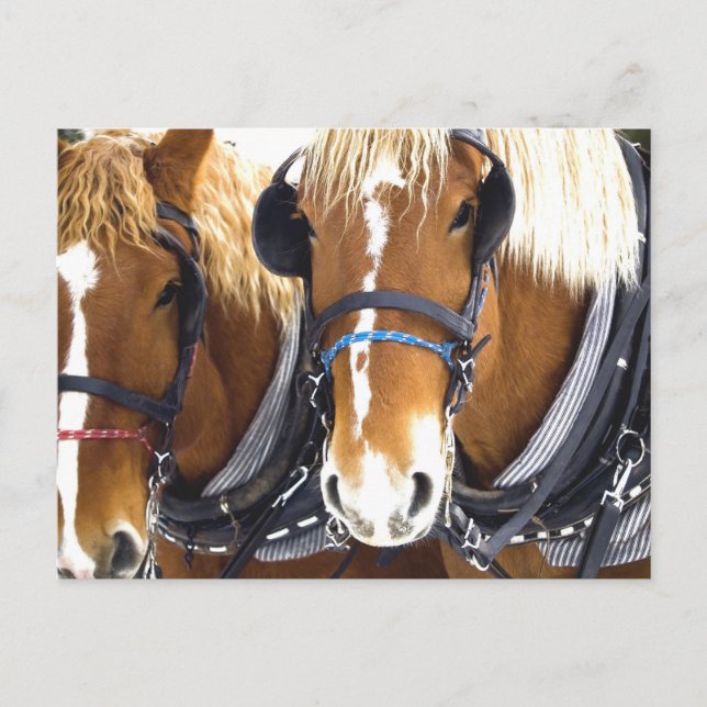 Carte postale Clydesdale Draft Hors (Devant)