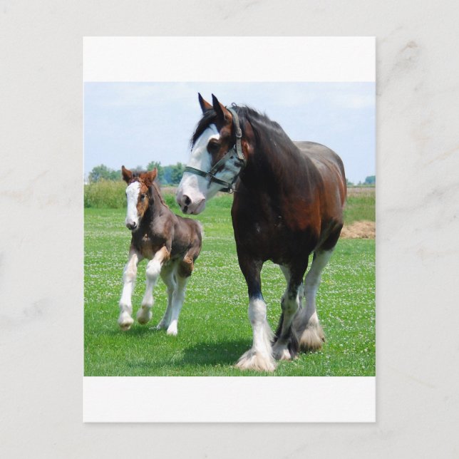 Carte Postale Clydesdale et Filly (Devant)
