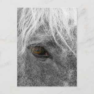 Carte postale Clydesdale Horse