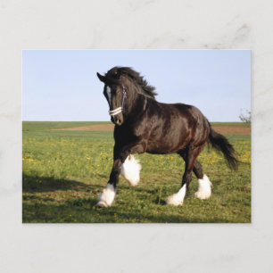 Carte Postale Clydesdale Horse 