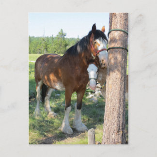 Carte Postale Clydesdale Mama and Baby