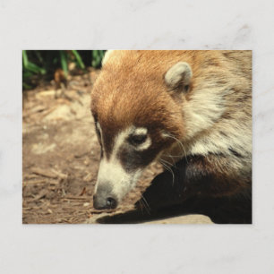  Carte postale Coati à noeud blanc