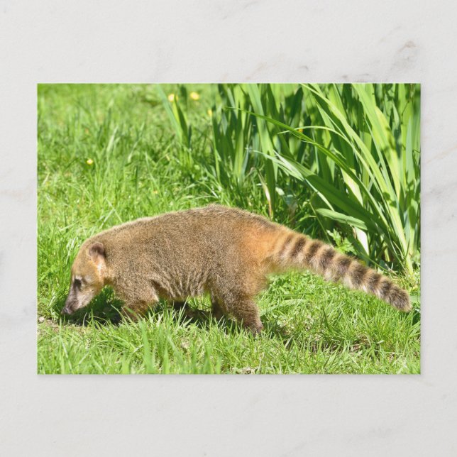 Carte Postale Coati à queue de ceinture sur l'herbe (Devant)