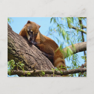 Carte Postale Coati sud-américain dans l'arbre