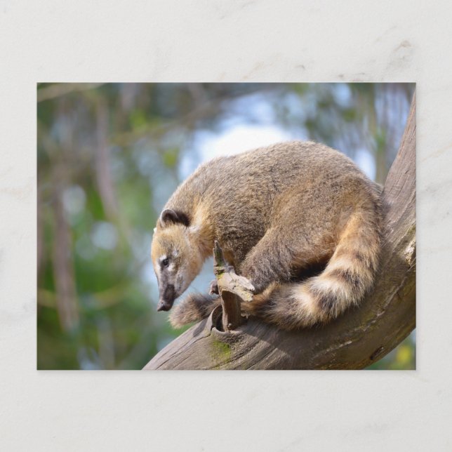 Carte Postale Coati sud-américain en succursale (Devant)