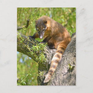 Carte Postale Coati sud-américain en succursale