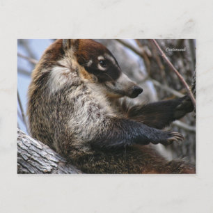 Carte postale : Coatimundi #3