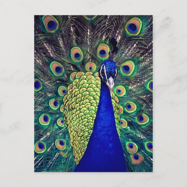 Carte Postale Cobalt Blue Peacock (Devant)