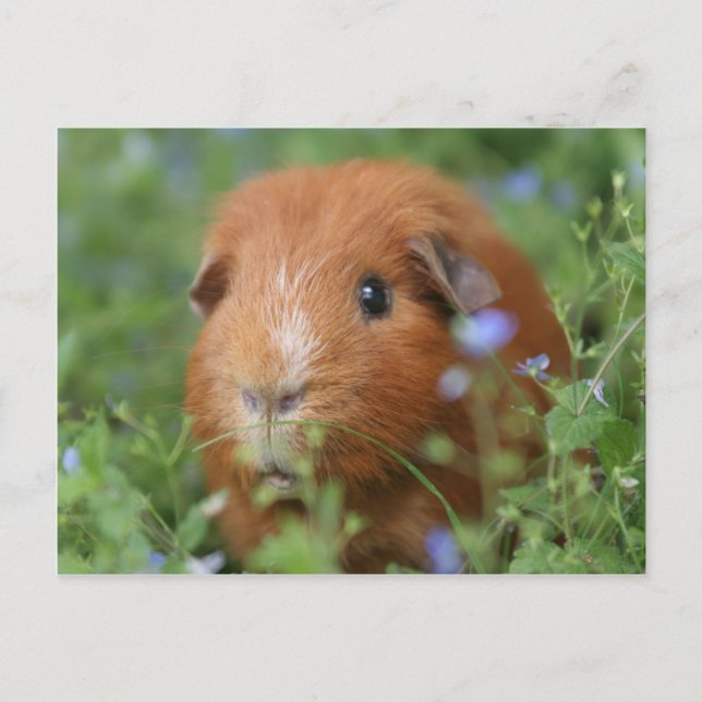 Carte Postale Cobaye de cobaye au gingembre mignon dehors sur l' (Devant)