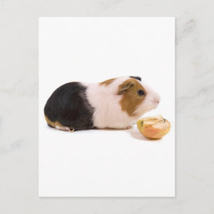 Carte Postale cobaye mangeant une pomme