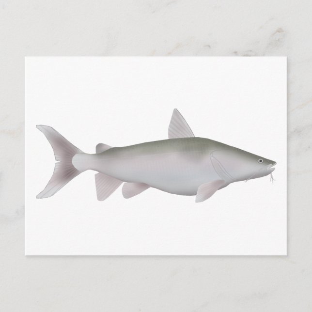 Carte Postale Cobbler Argent (Devant)