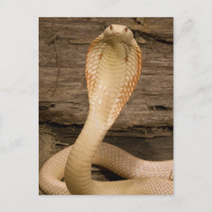 Carte Postale Cobra à monocle albinos, Naja kaouthia, enroulé
