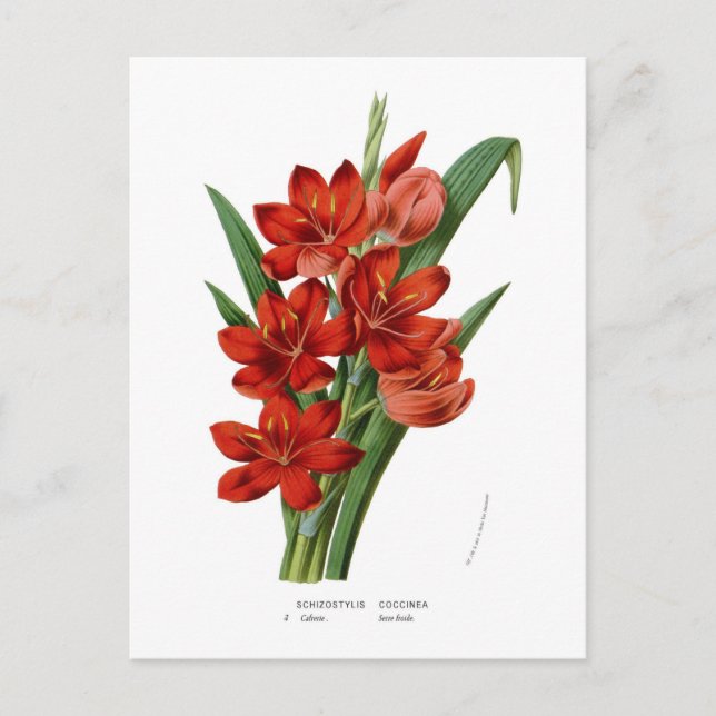 Carte Postale Coccinea de Schizostylis (lis de Kaffir) (Devant)