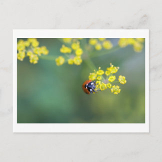 Carte Postale coccinelle de face