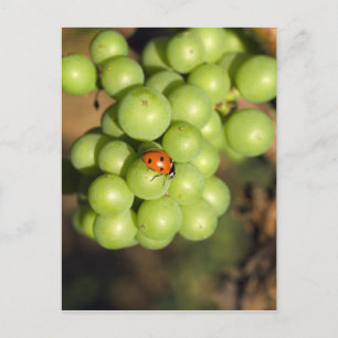Carte Postale Coccinelle en gros plan sur des raisins verts Pino