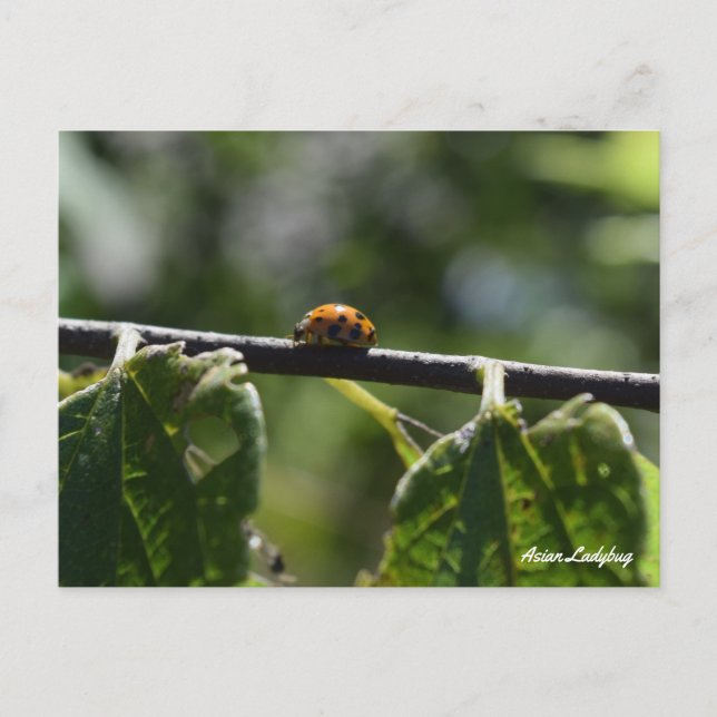 Carte Postale Coccinelle papillon asiatique (Devant)