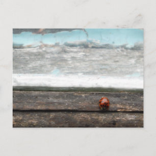 Carte Postale Coccinelle sur un appui de fenêtre en bois rustiqu