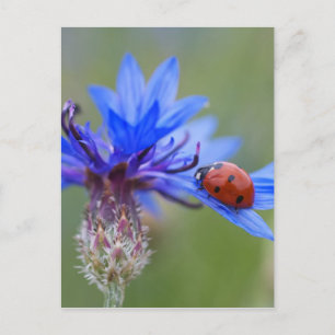 Carte Postale Coccinelle sur un bleuet bleu