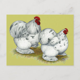 Carte Postale Cochin : Splash Bantams