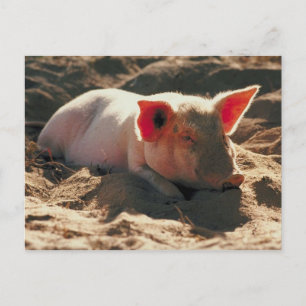 Carte Postale Cochon dans le soleil