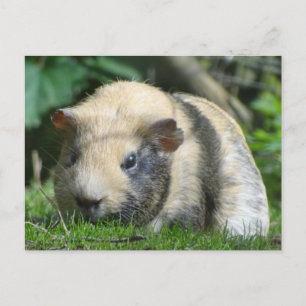 Carte Postale Cochon de Guinée mignon