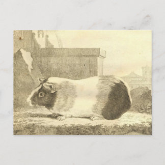 Carte Postale Cochon de Guinée vintage