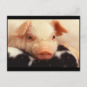 Carte Postale Cochon de porc adorable face Snout