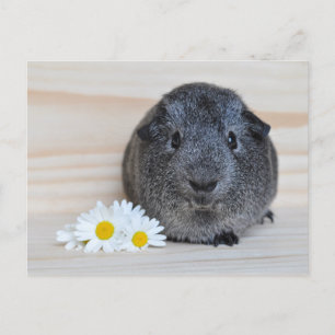 Carte Postale Cochon d'Inde Agouti Mignon avec des Pâquerettes