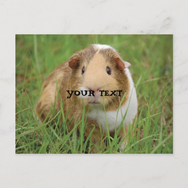 Carte Postale Cochon d'Inde mignon (Devant)