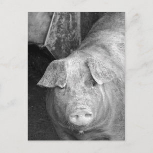 Carte Postale Cochon en noir et blanc