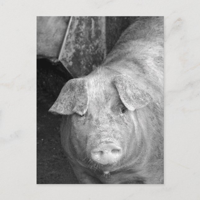 Carte Postale Cochon en noir et blanc (Devant)