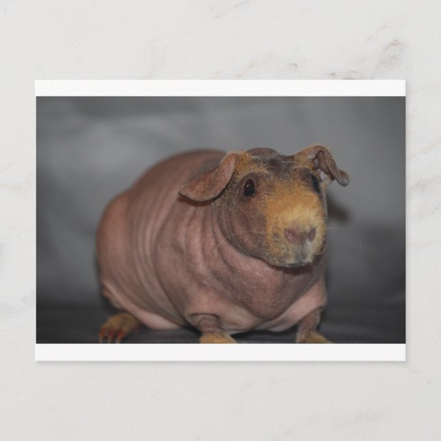 Carte Postale Cochon maigre (Devant)