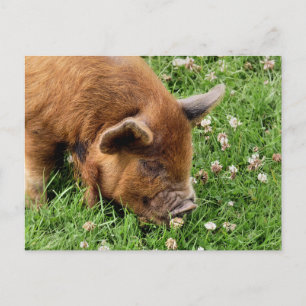 CARTE POSTALE COCHON MIGNON