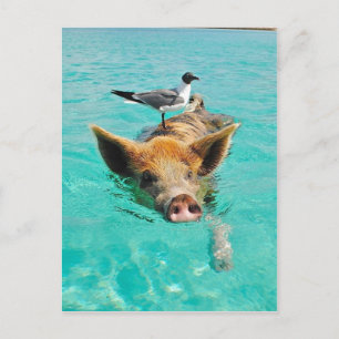 Carte Postale Cochon mignon nageant dans l'eau