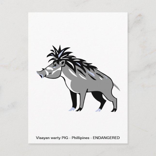 Carte Postale Cochon verruqueux visayen cool - Conservation - Ph (Devant)