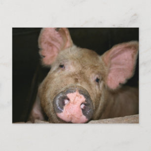 Carte Postale Cochonnet Rose