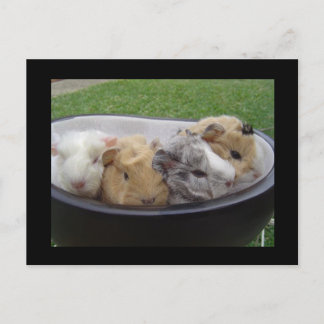 Carte Postale cochons