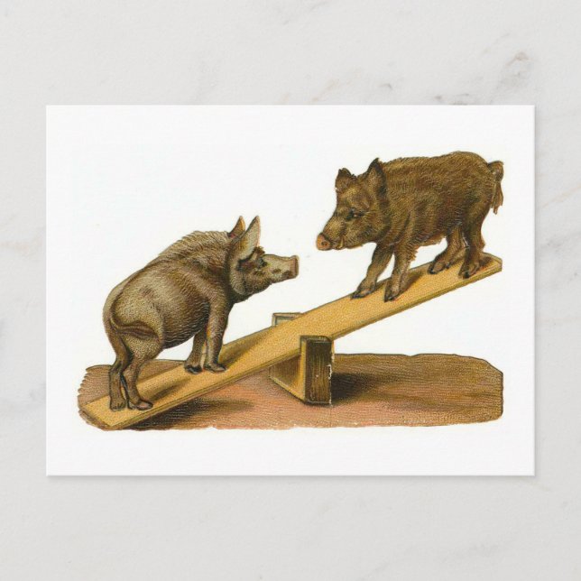Carte Postale Cochons de tête de bouton (Devant)
