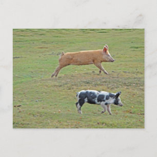 Carte Postale Cochons volants