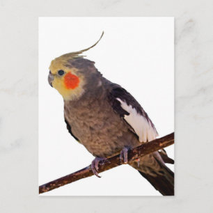 Carte Postale Cockatiel gris et jaune Pet Oiseau couleur photo