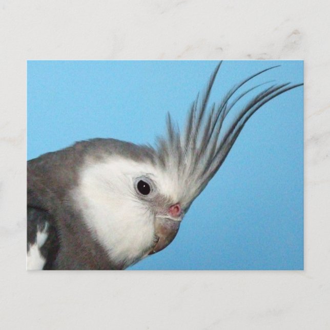 Carte Postale Cockatiel Homme Whiteface (Devant)