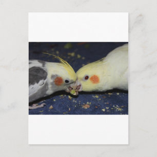 Carte Postale Cockatiel Love