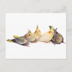 Carte Postale Cockatiles