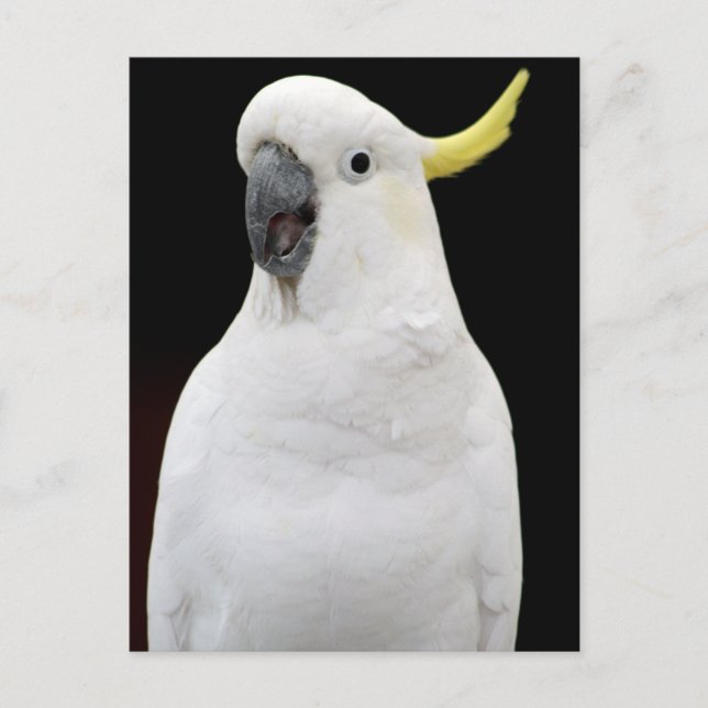 Carte Postale Cockatoo (Devant)