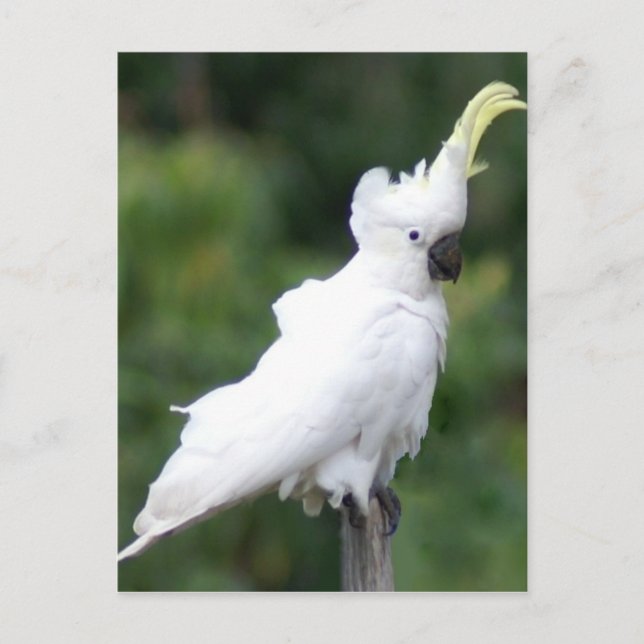 Carte Postale Cockatoo (Devant)
