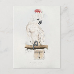 Carte Postale Cockatoo à crête saumon