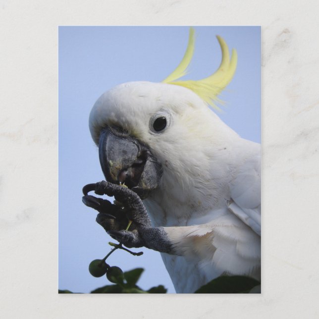 Carte postale Cockatoo À Pot De Soufre (Devant)